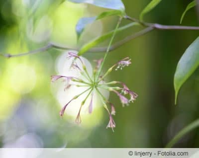 dracaena surculosa