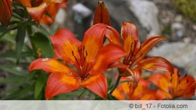 Lilium bulbiferum