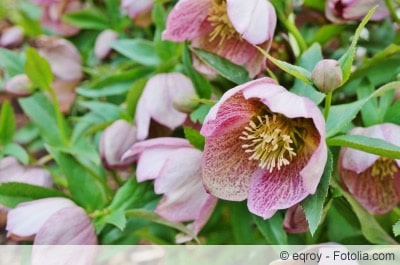 Helleborus orientalis