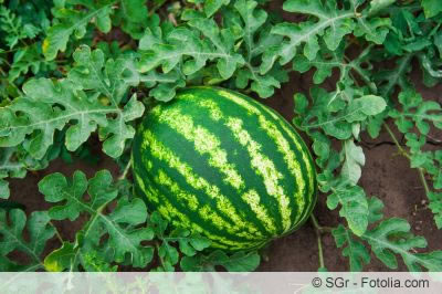 Wassermelone im Beet Melonensorten