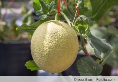 Anbau der Zuckermelone Melonensorten