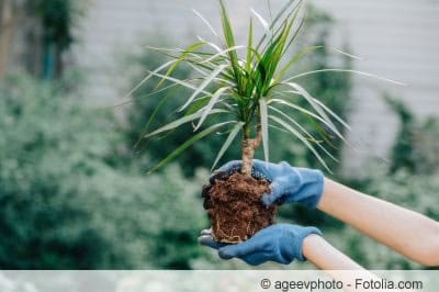 Palme umpflanzen