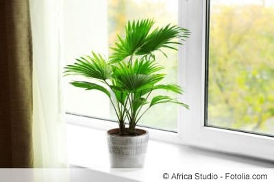 Palme am Fenster