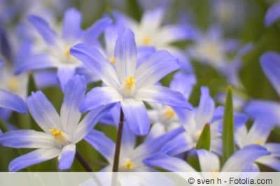 Chionodoxa Blüten