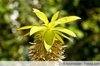 Eucomis