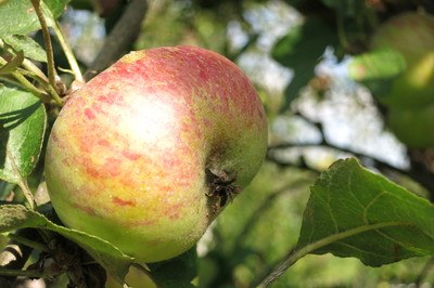 frischer Apfel