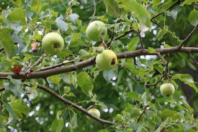 Äpfel am Baum