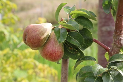 Apfel