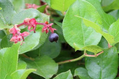 Scheinbeeren