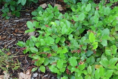 Gaultheria procumbens Scheinbeere