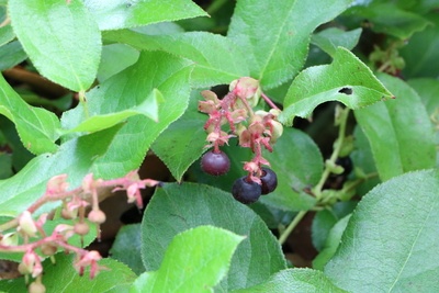 Gaultheria procumbens