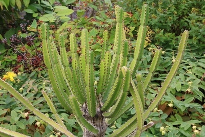 Euphorbia trigona Pflanze