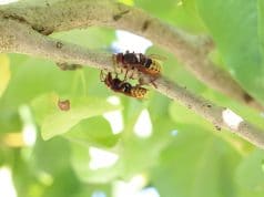 Hummeln Vertreiben Hummelnest Sanft Entfernen Gartendialog De