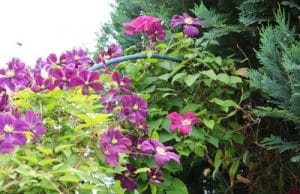 Clematis im Garten