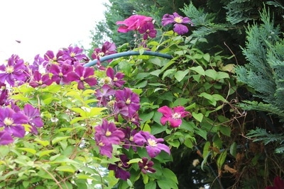 Clematis im Garten