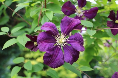 violette Waldrebe Blüte