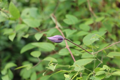 Clematis Trieb