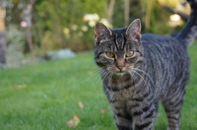 Katze aus Garten vertreiben