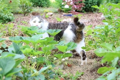 Katzenabwehr - die besten Mittel gegen Katzen in Haus und Garten 