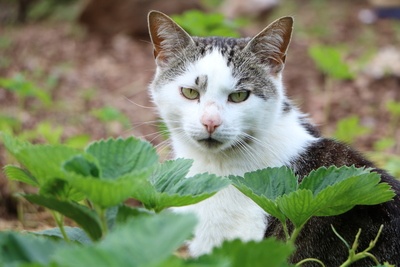 Katzenabwehr - die besten Mittel gegen Katzen in Haus und Garten