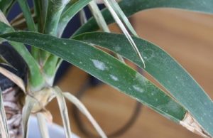 Yucca Palme mit braunen Blättern