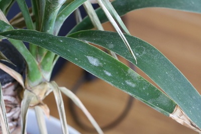 Yucca Palme mit braunen Blättern