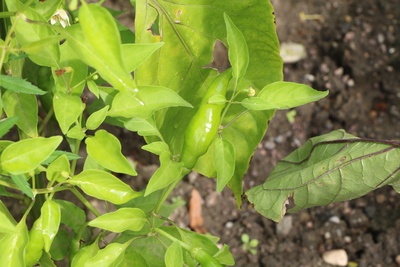 Peperonipflanze