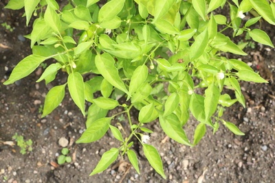 Peperoni Pflanze mit Blüten