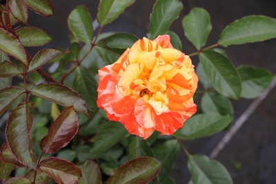 mehrfarbige Rose gelb und rot