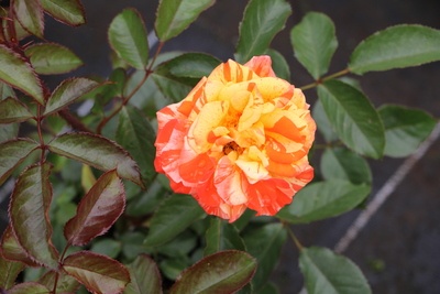 mehrfarbige Rose gelb und rot