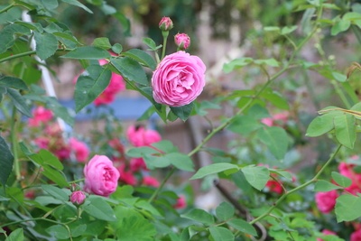 rosa Rosen Pflanze