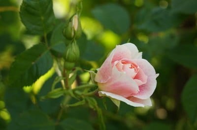 verdelte Rosen Blüte rosa