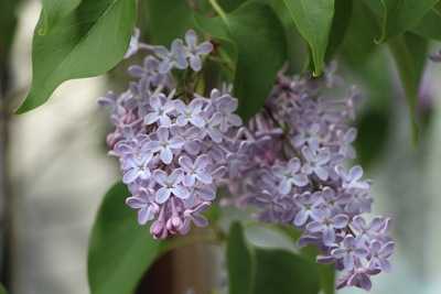 syringa flieder