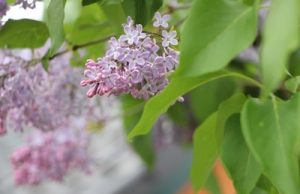 Edelflieder Syringa