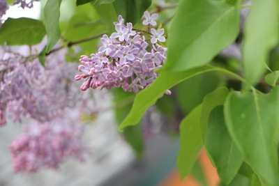 Edelflieder Syringa