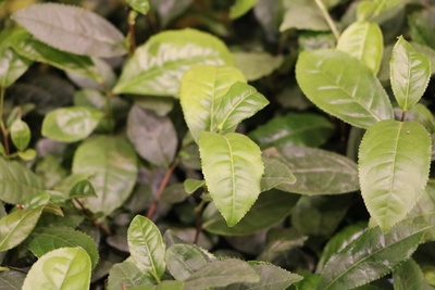 Camellia sinensis