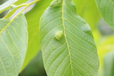 Walnussbaum Blatt