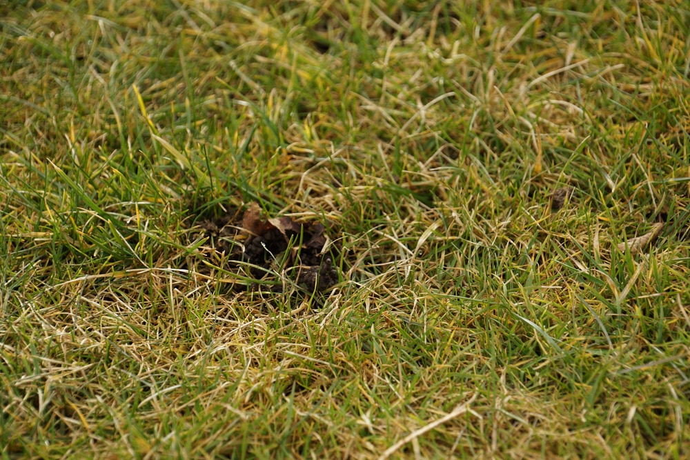 Löcher im Rasen