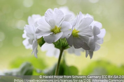 Primula obconica