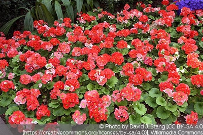 Primula obconica