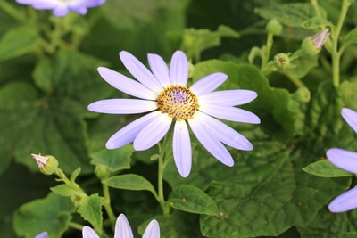 Senetti Blau