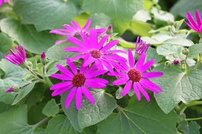 senetti pericallis rot