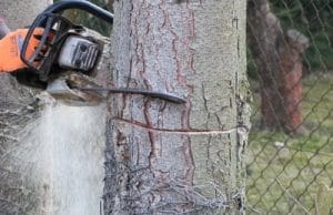 Baum mit Kettensäge fällen