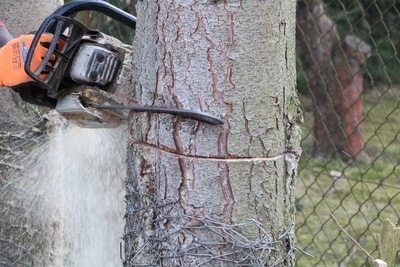 Baum mit Kettensäge fällen