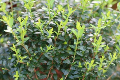 Myrtus communis