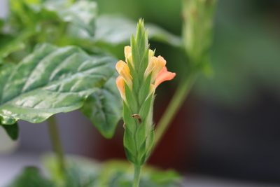 crossandra fortuna Blüte