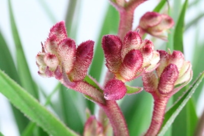 Anigozanthos flavidus Blüten