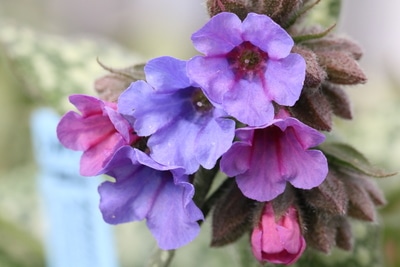 Pulmonaria officinalis