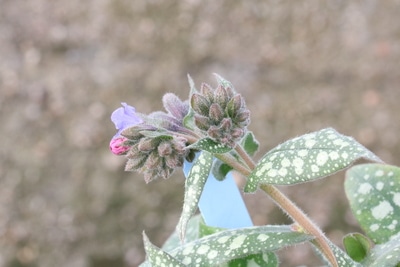 Lungenkraut Blätter und Blüten