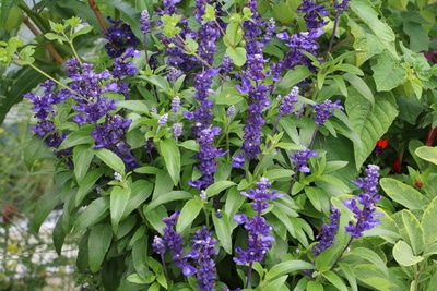 Salvia farinacea